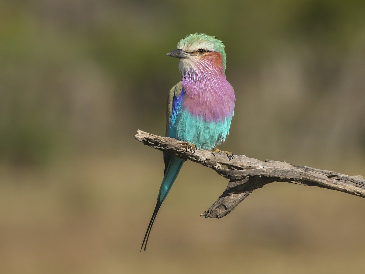 Lilac-breasted roller
