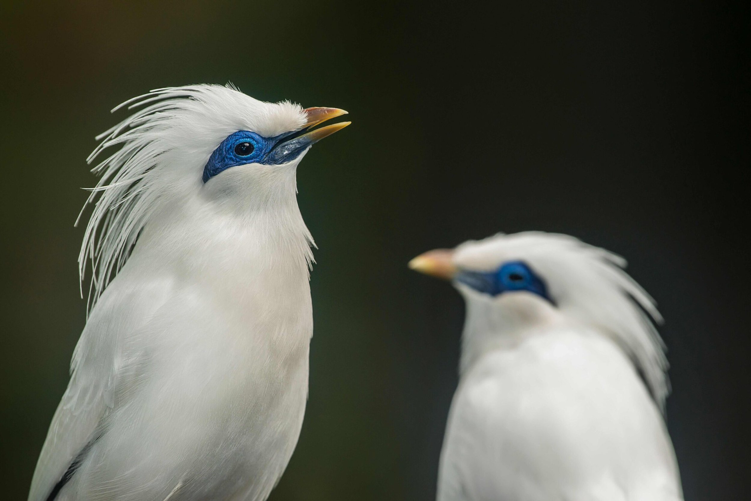 Bali myna