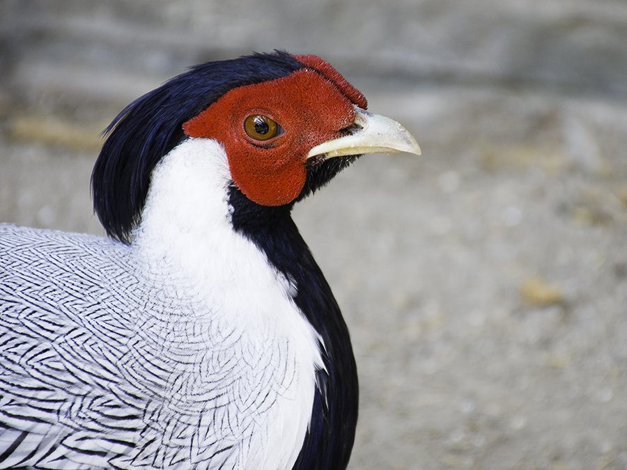 Silver pheasant