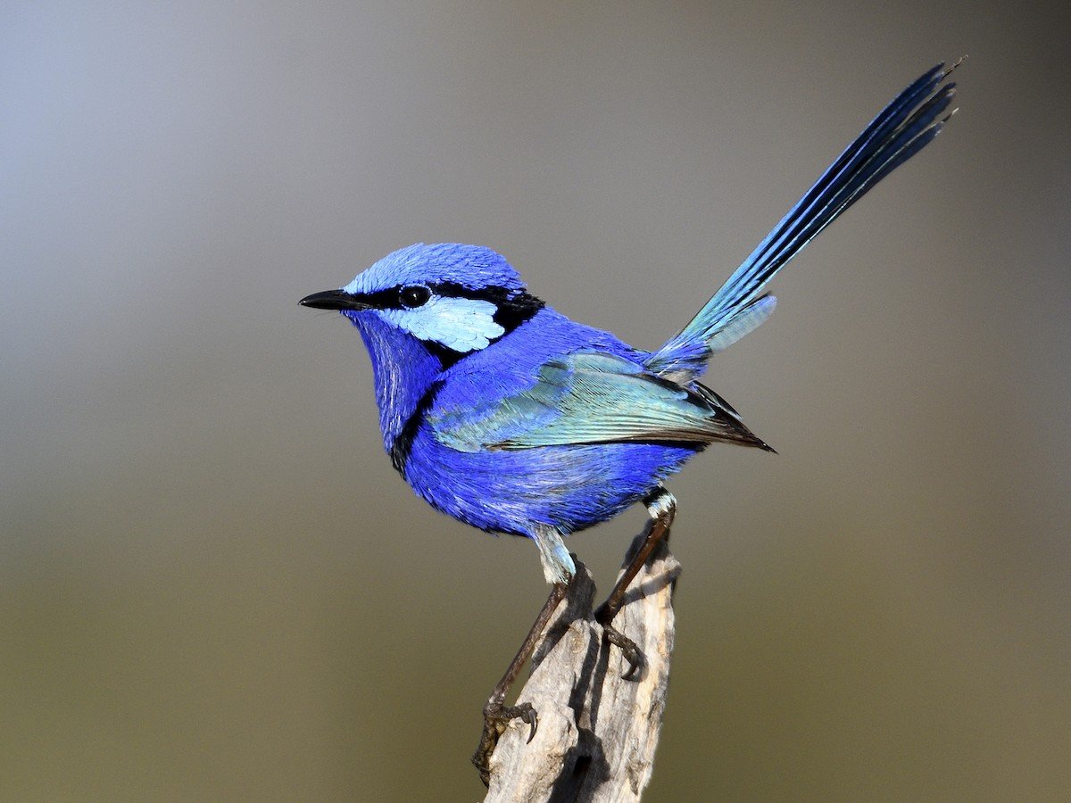 Splendid fairy wren