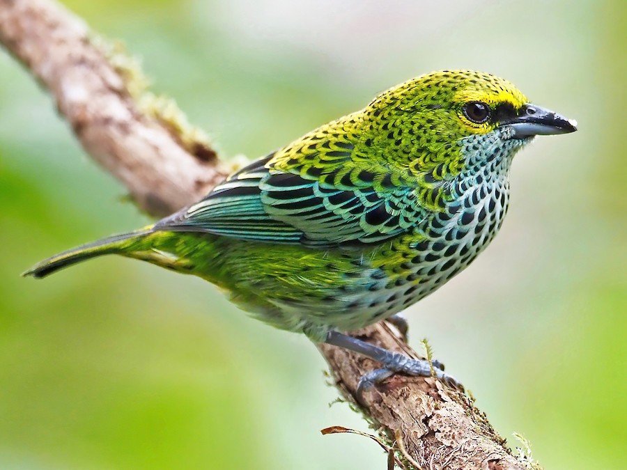 Speckled tanager