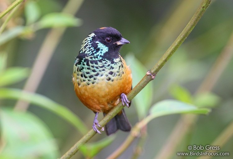 Spangle-cheeked tanager