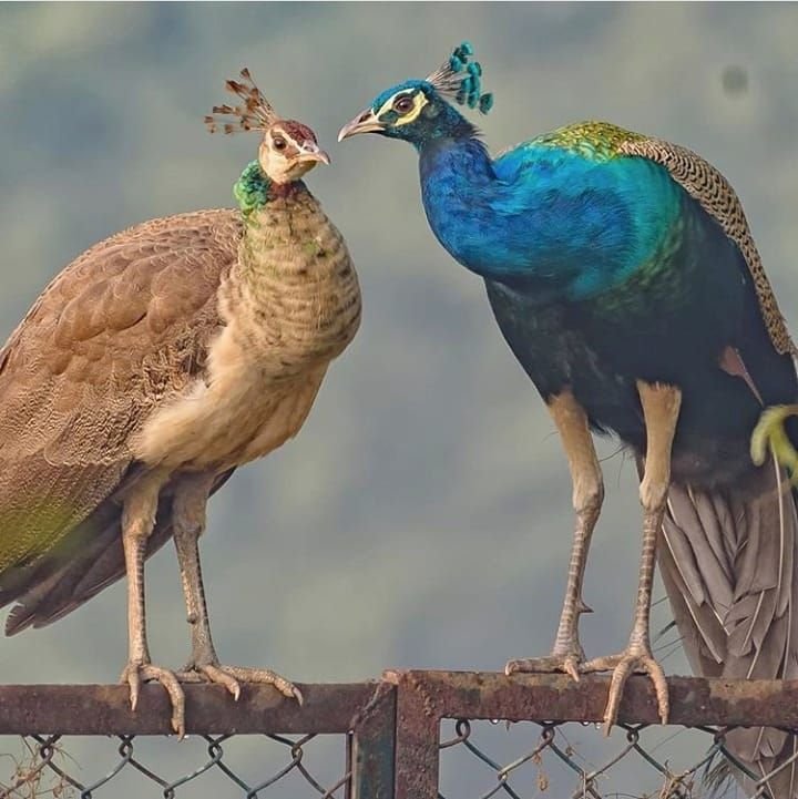Peahen and peacock