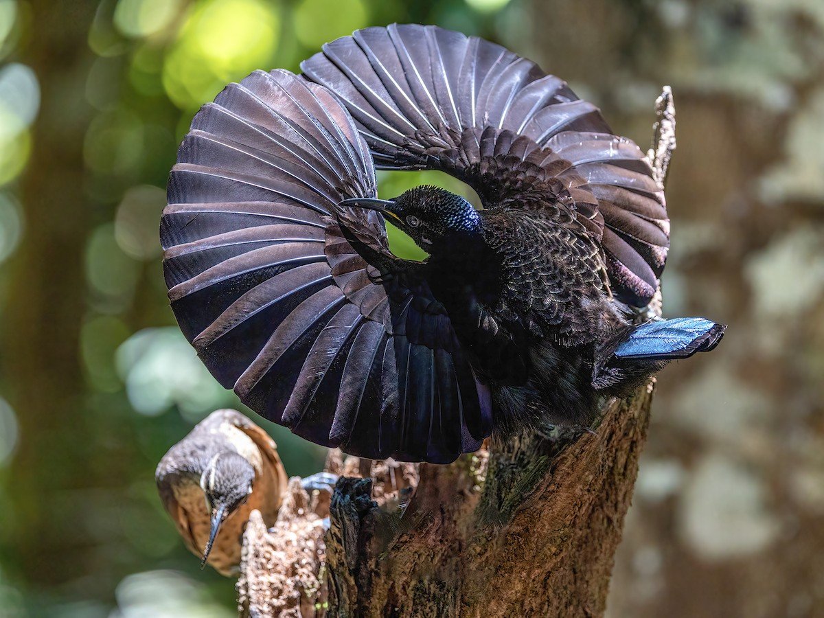 Victoria's riflebird