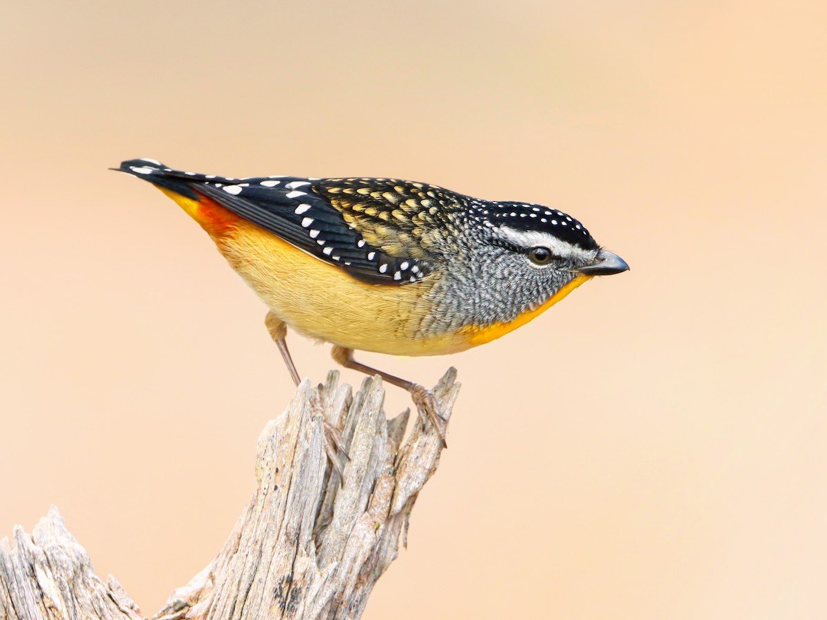 Spotted pardalote