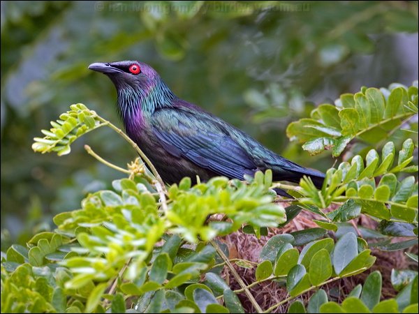 Metallic starling