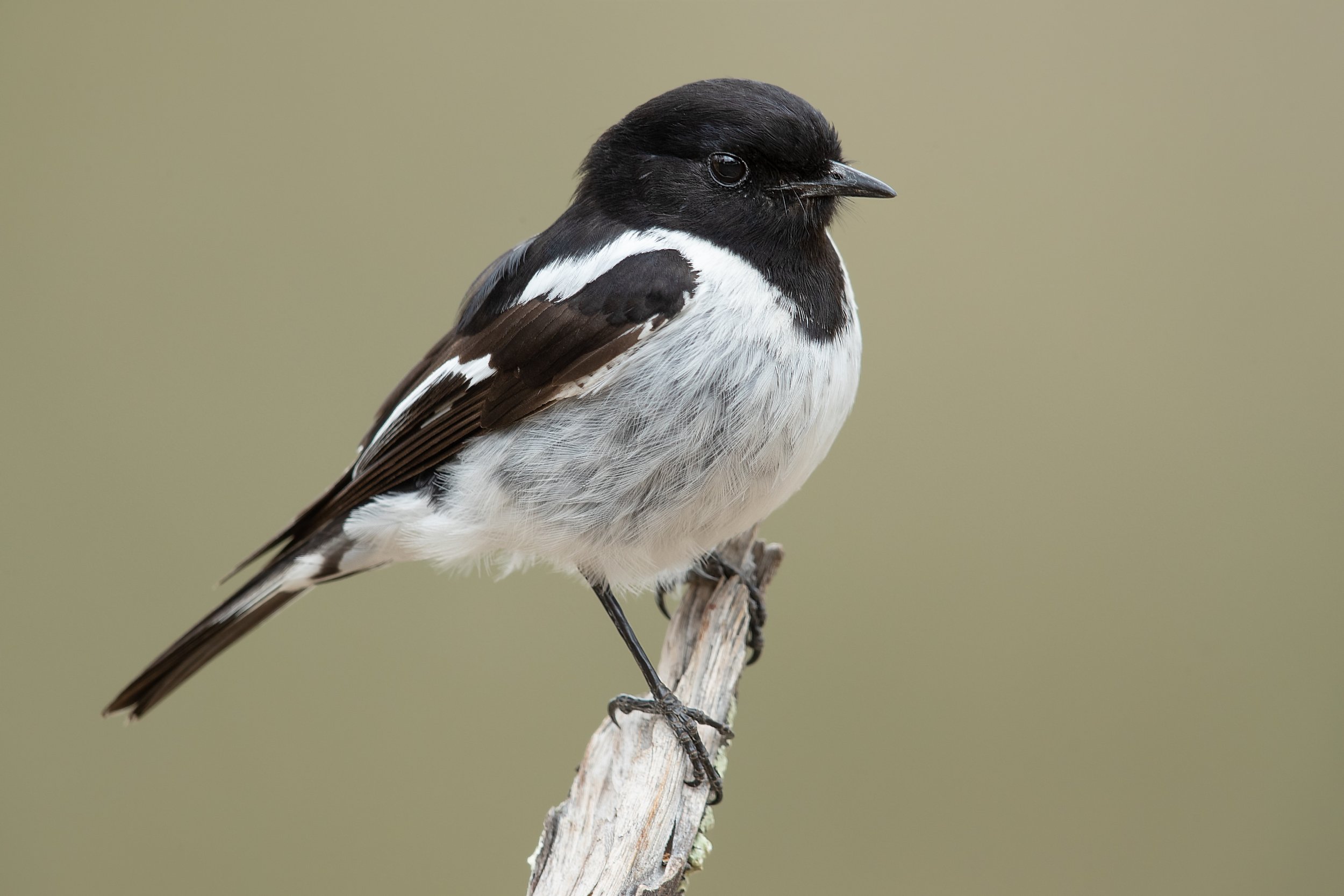 Hooded robin