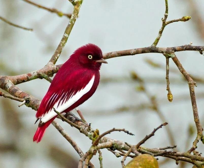 Pompadour cotinga