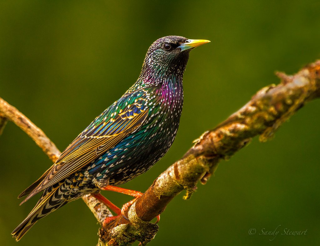 European starling