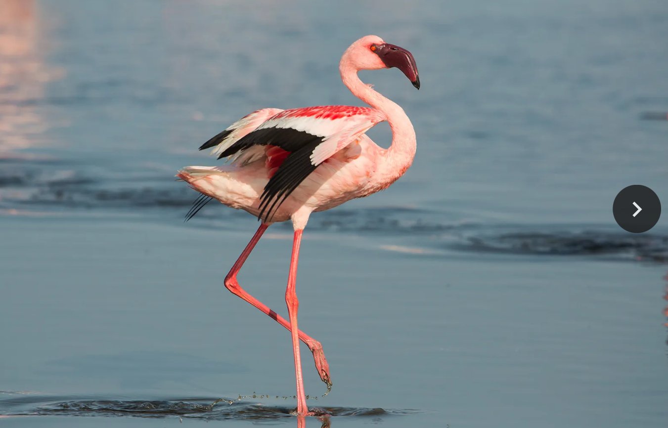 Flamingo (duh)