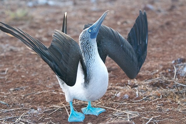 Blue-footed booby