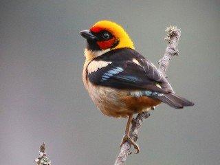 Flame-faced tanager