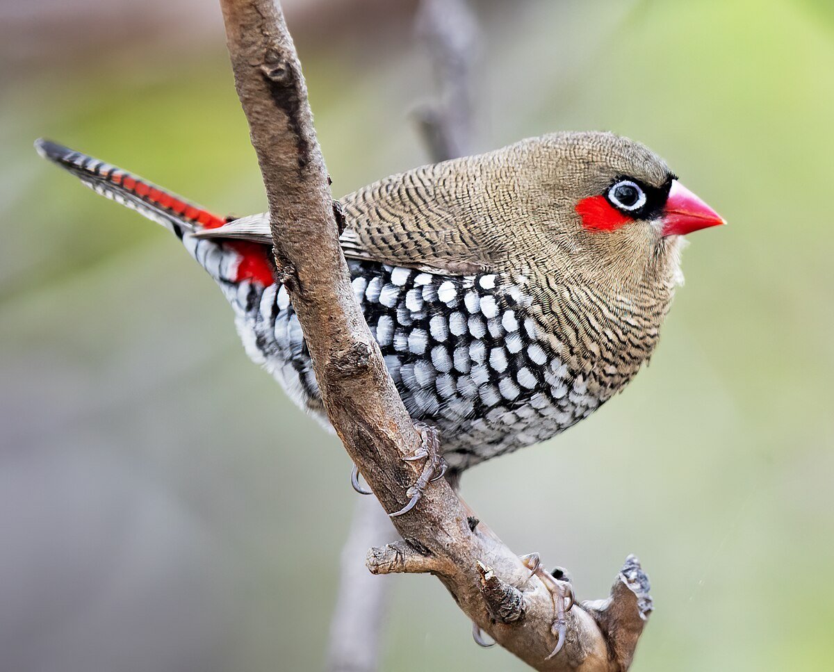 Red-eared firetail