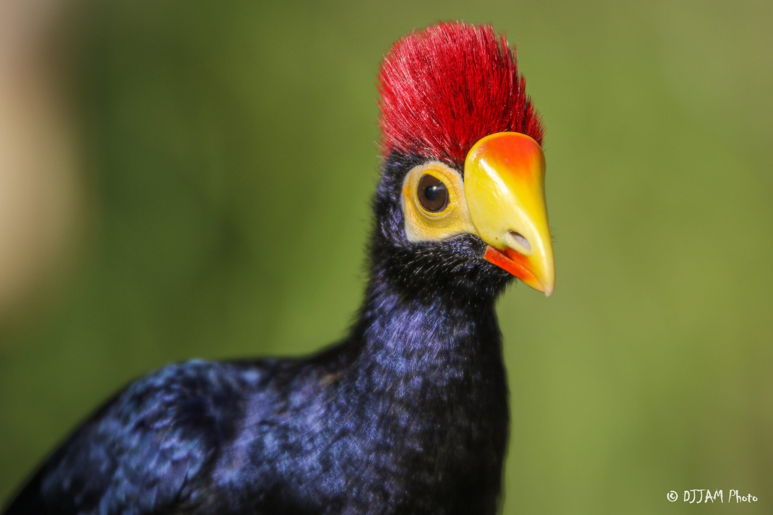 Turaco