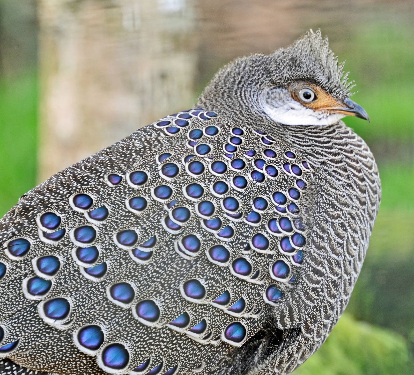 Grey peacock pheasant