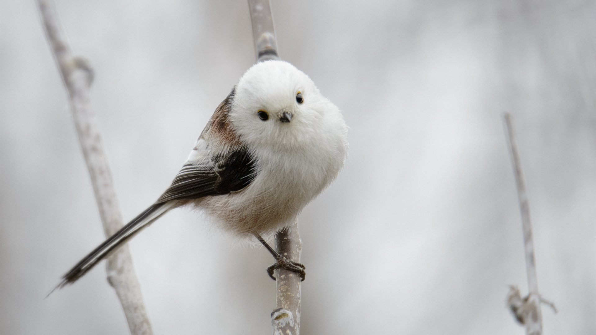 Long-tailed tit