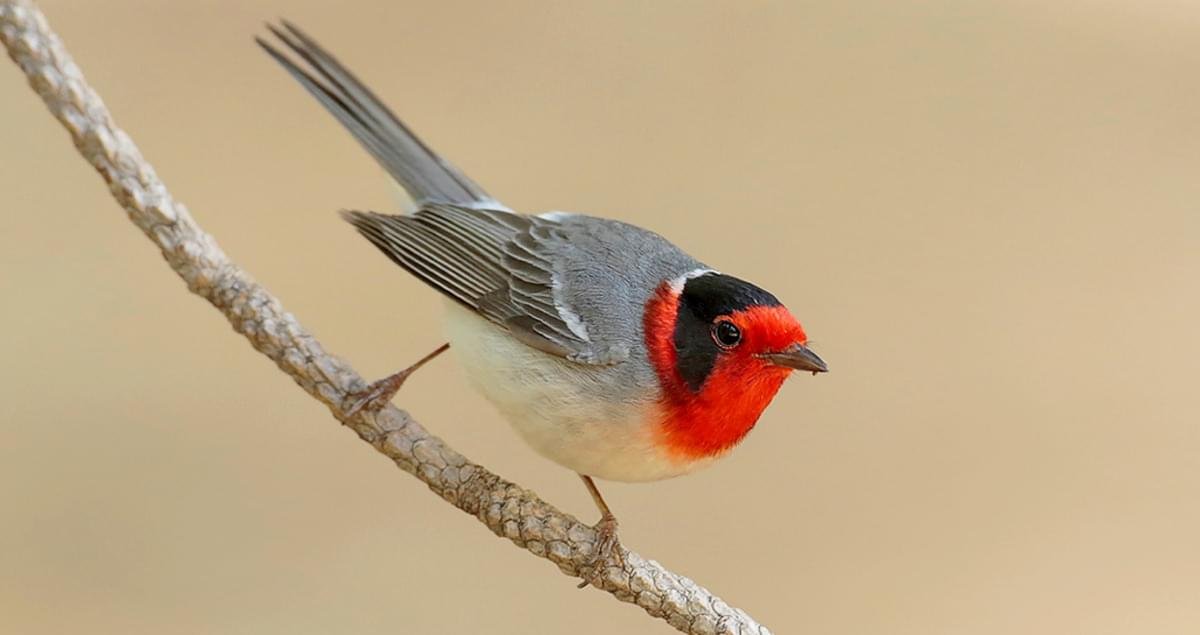 Red-faced warbler