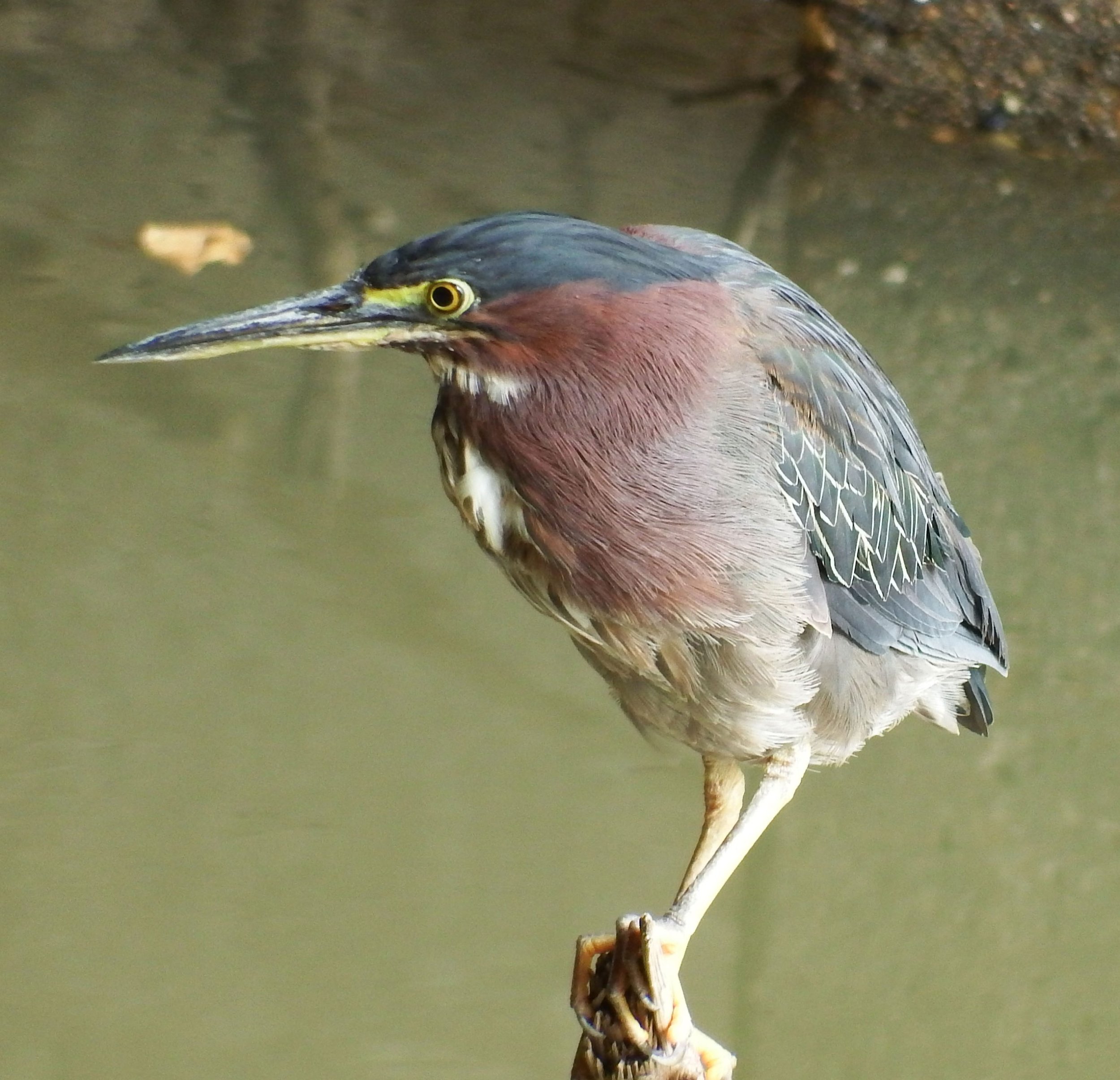 Green heron