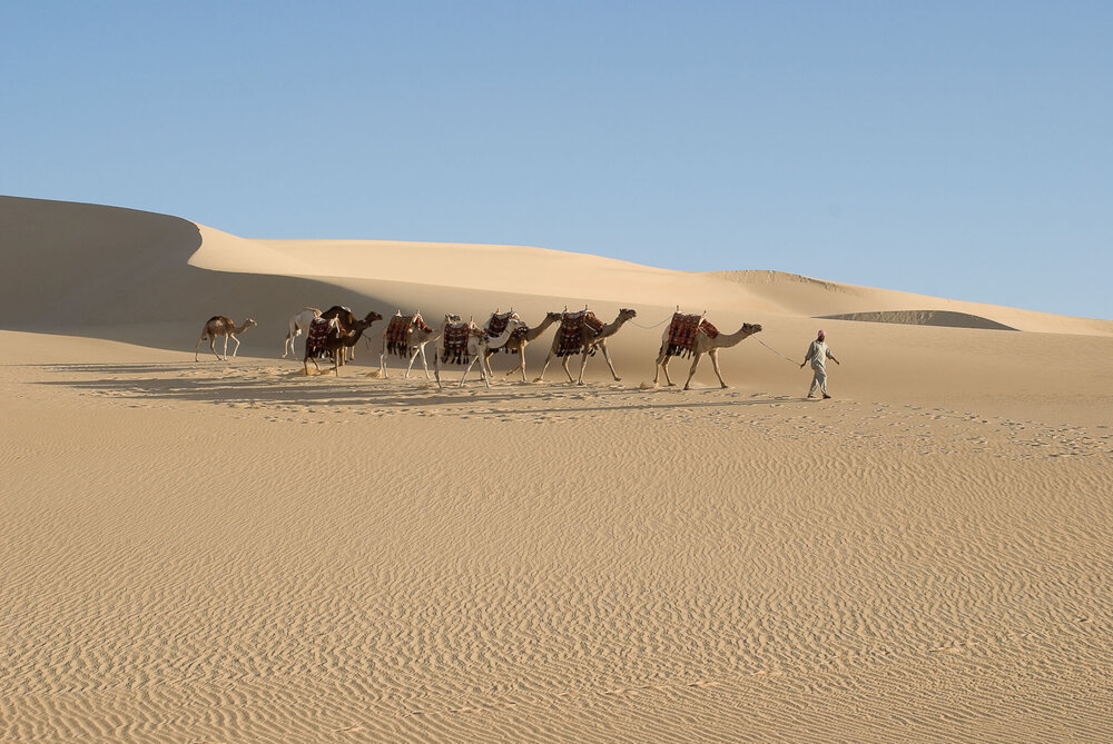 1-Taziry-Camels.jpg