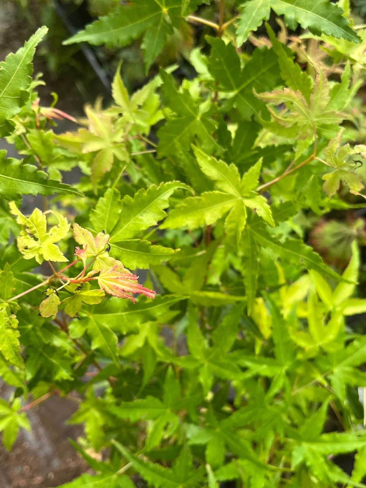 image1 (6).jpeg