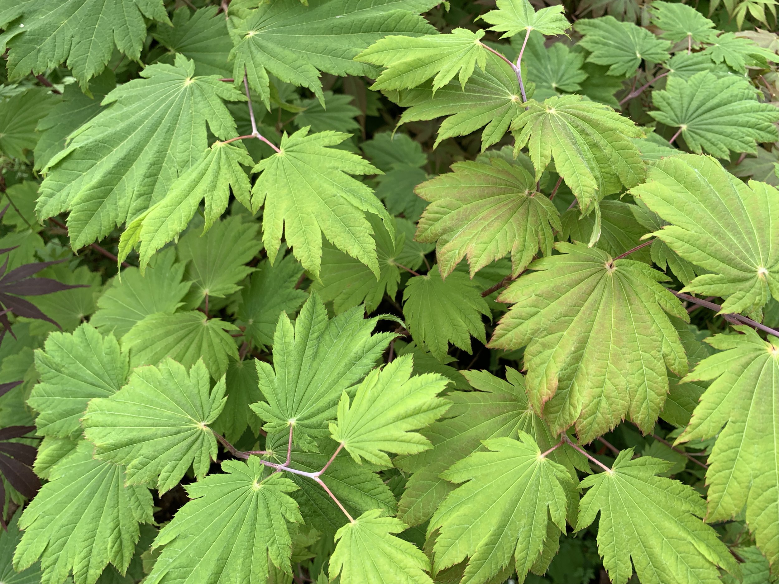 vitifolium leaf .jpg