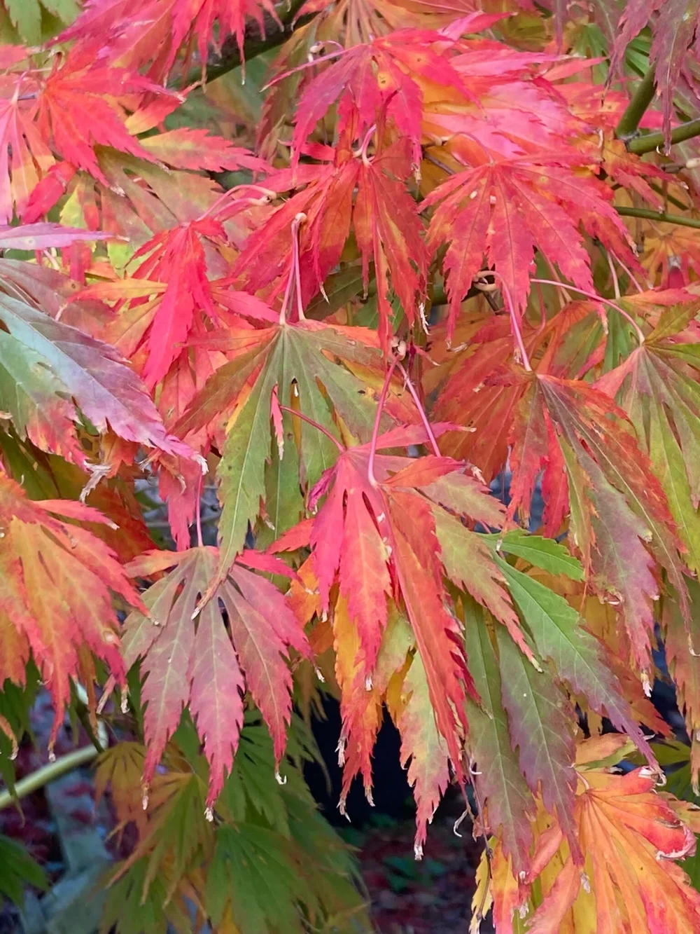 Acer palmatum　直径20～23㎝　53個 Amazon.com : Green Japanese Maple Tree Green Leaf Acer