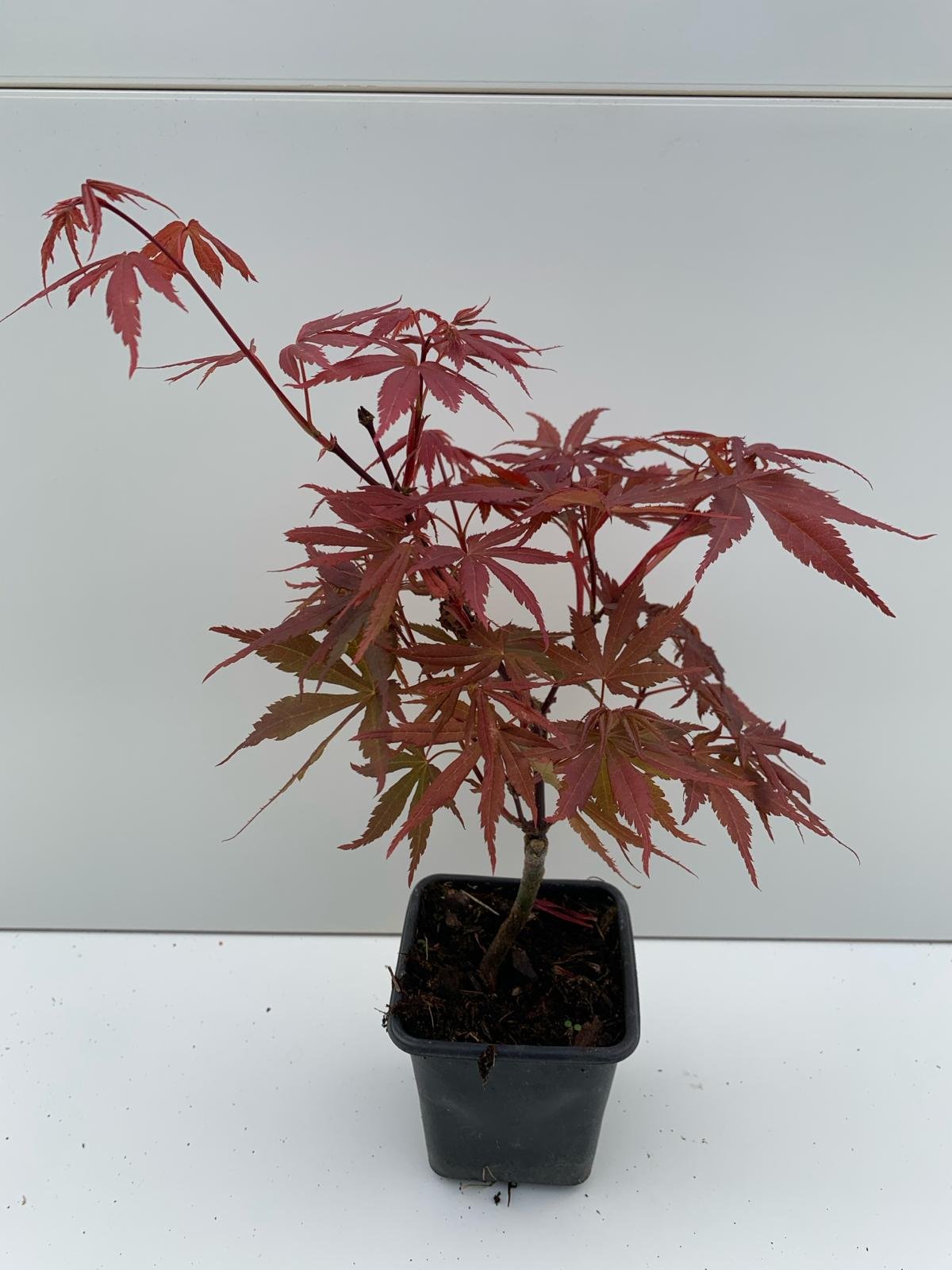 1 Year Graft in 7cm Pot