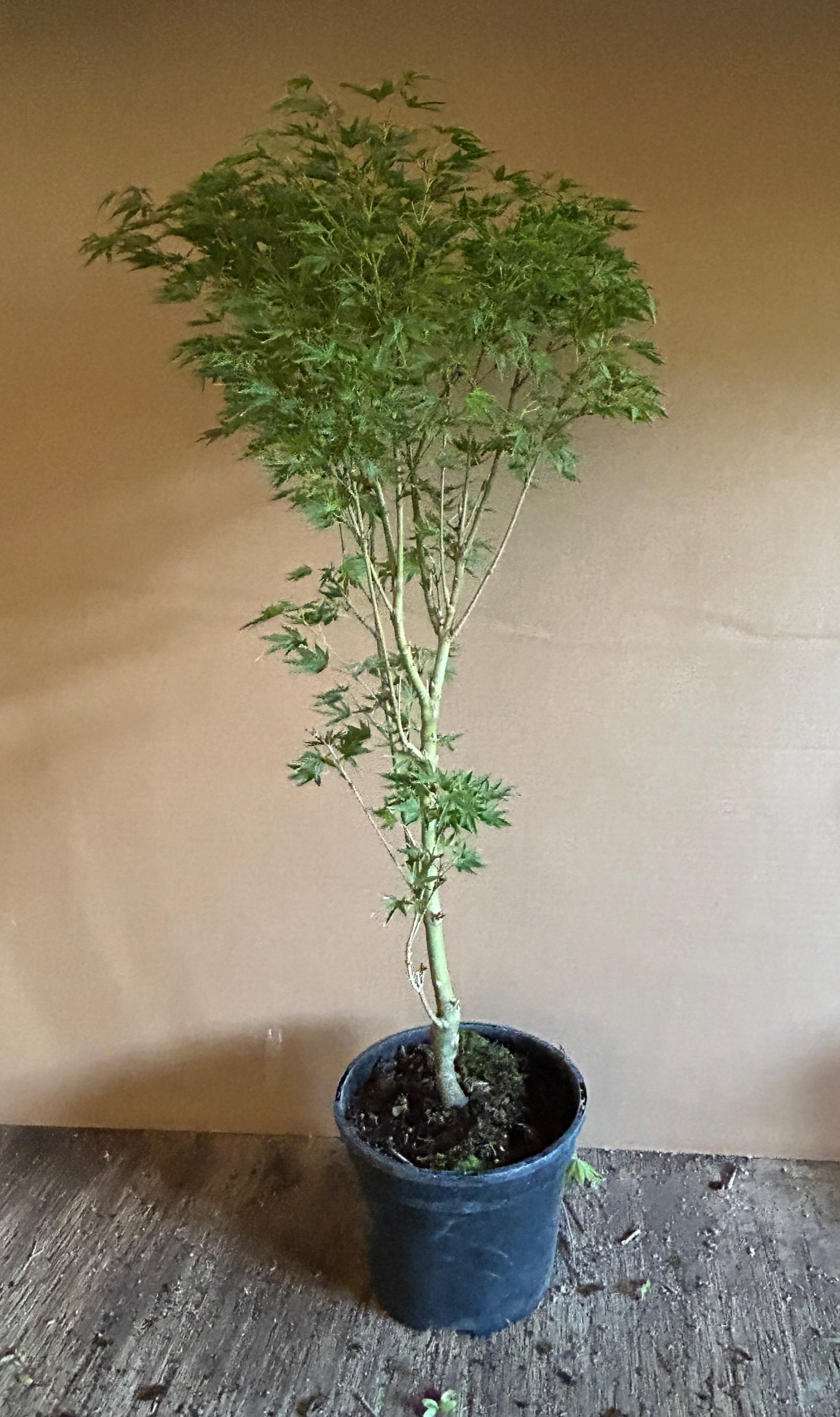 Acer Palmatum Crispa./ Okushimo