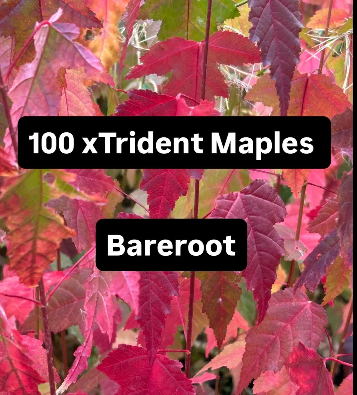 WhatsApp Image 2025-11-07 at 20.02.35_2bea7b33.jpg