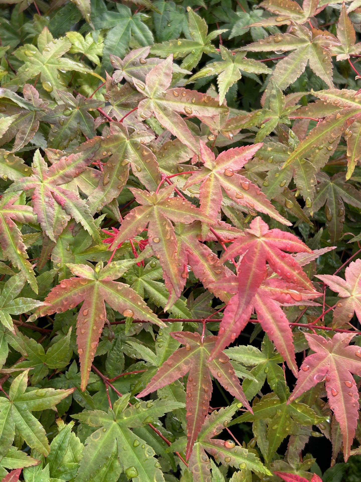 Acer Palmatum Beni Maiko