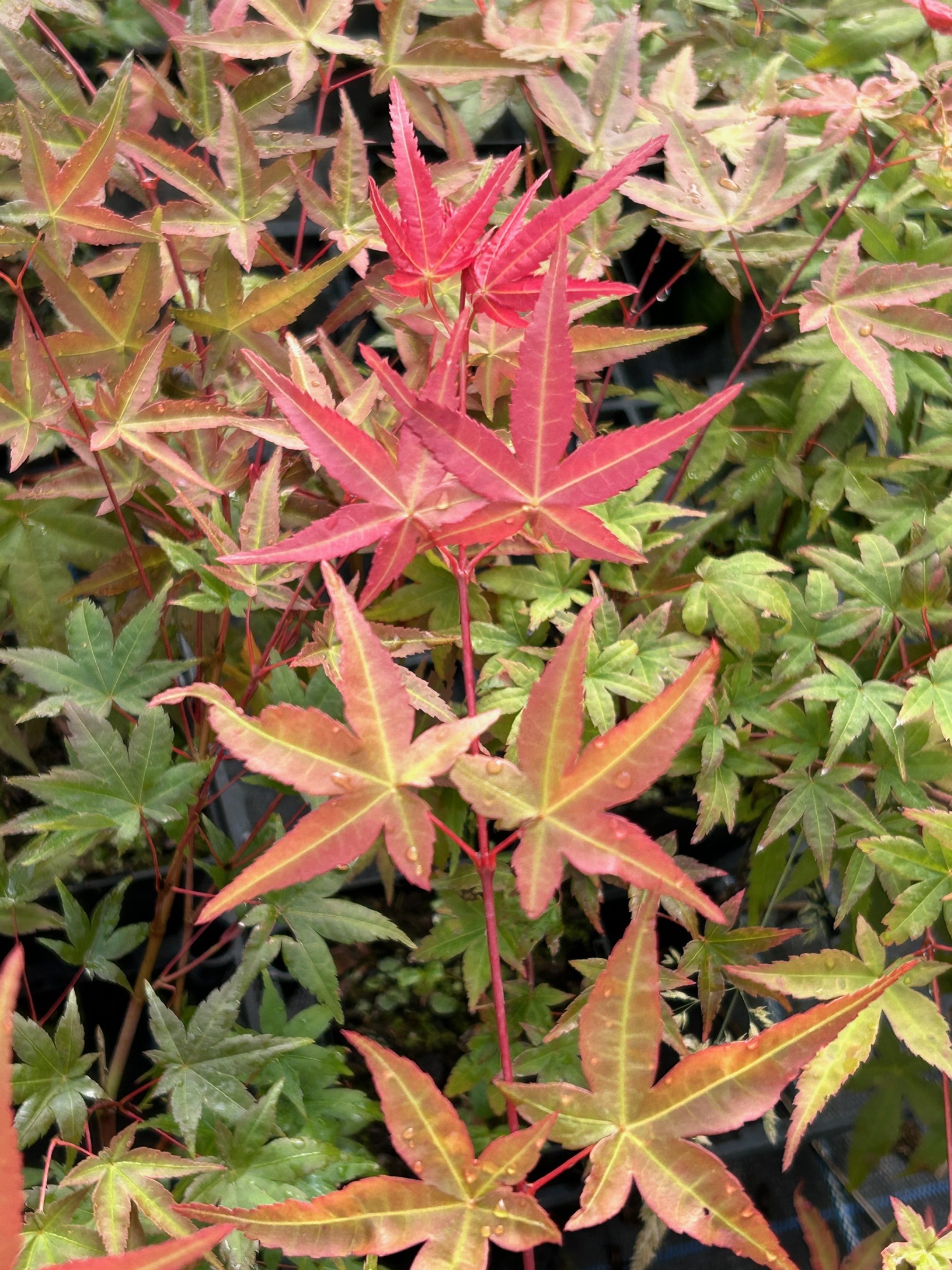 image1 (5).jpeg