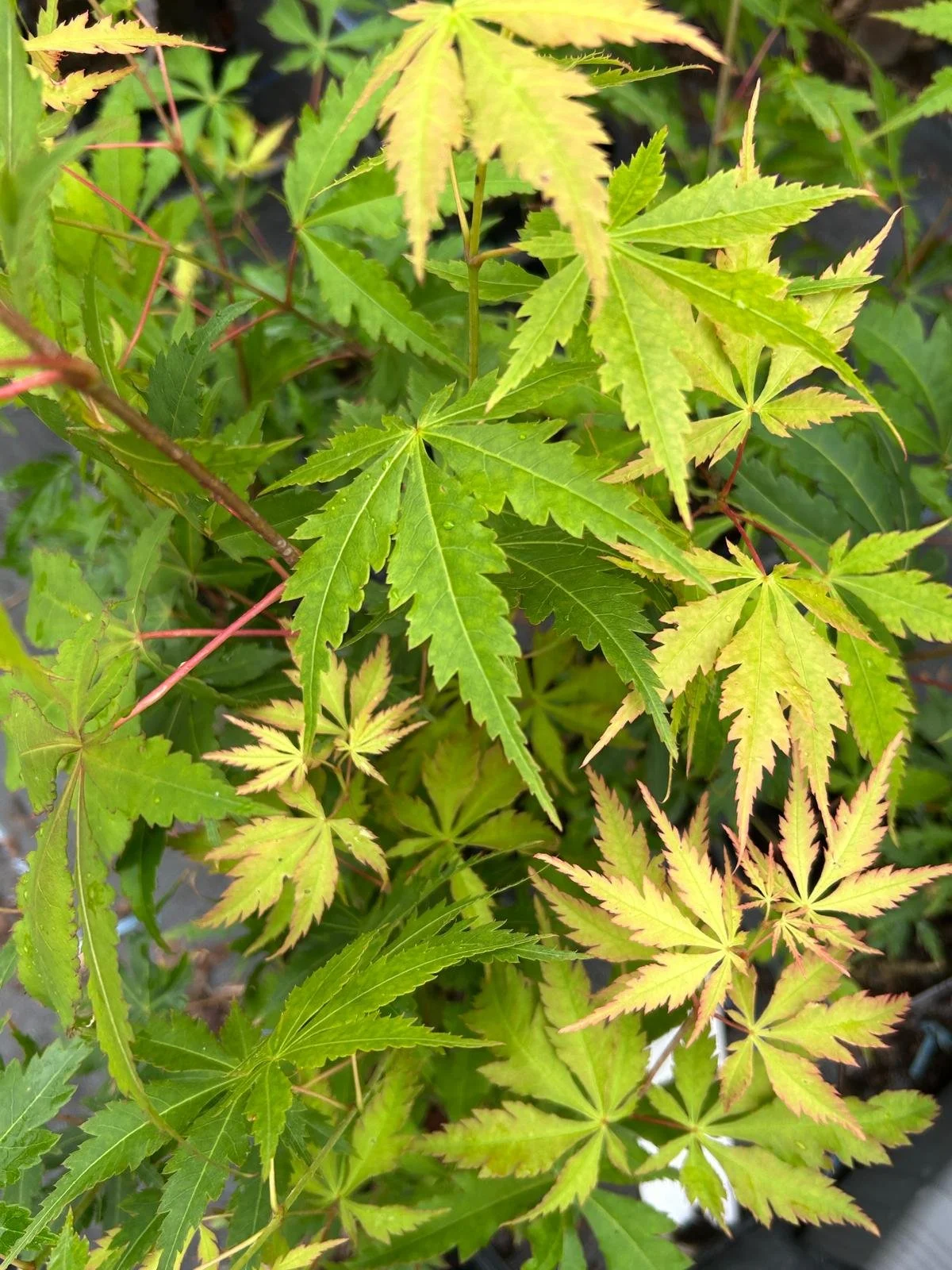 green leaves .jpeg