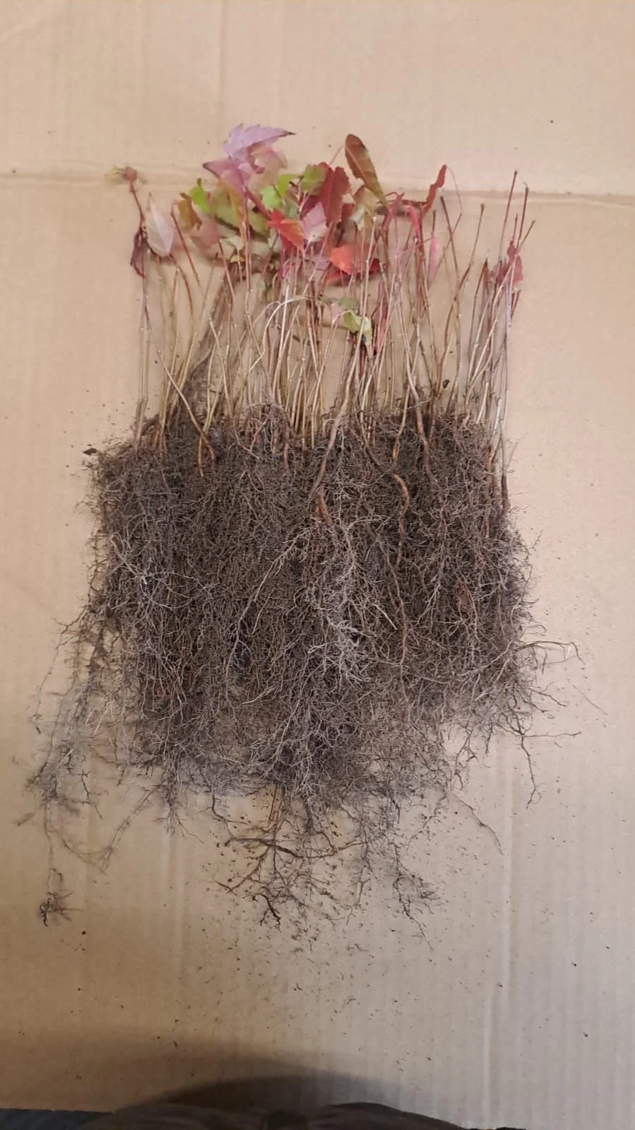 WhatsApp Image 2025-11-07 at 20.02.35_cc9b7d42.jpg