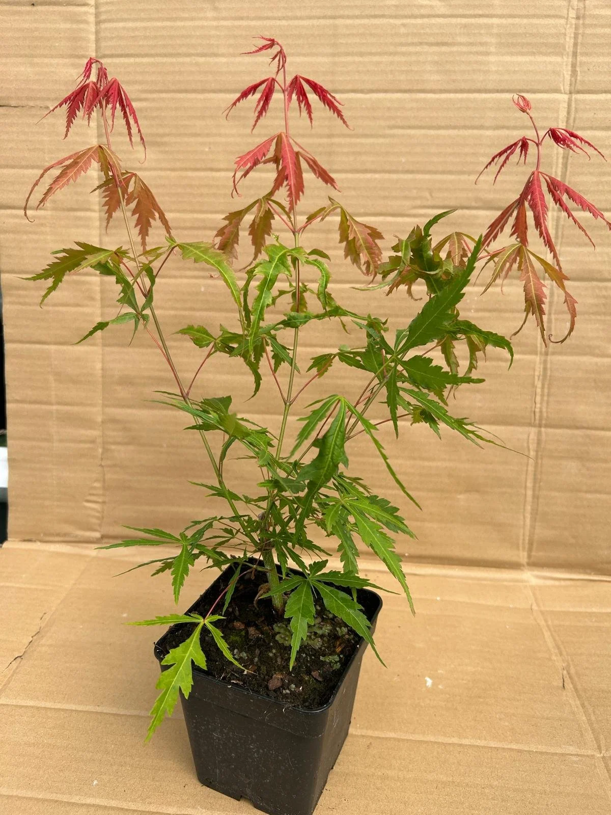 green acer .jpeg