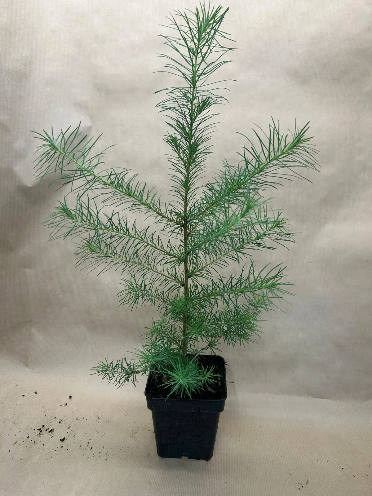 Larch 1.jpeg