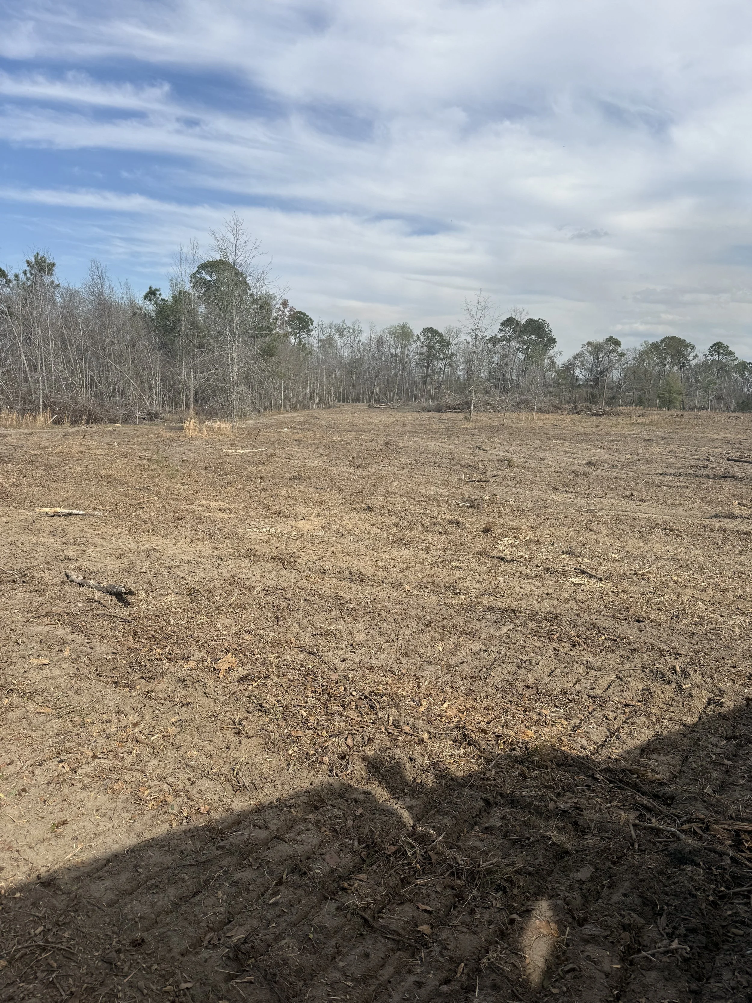 A barren patch of land with dry, cracked soil and scattered small twigs, with a forest of leafless and evergreen trees in the background under a cloudy sky.