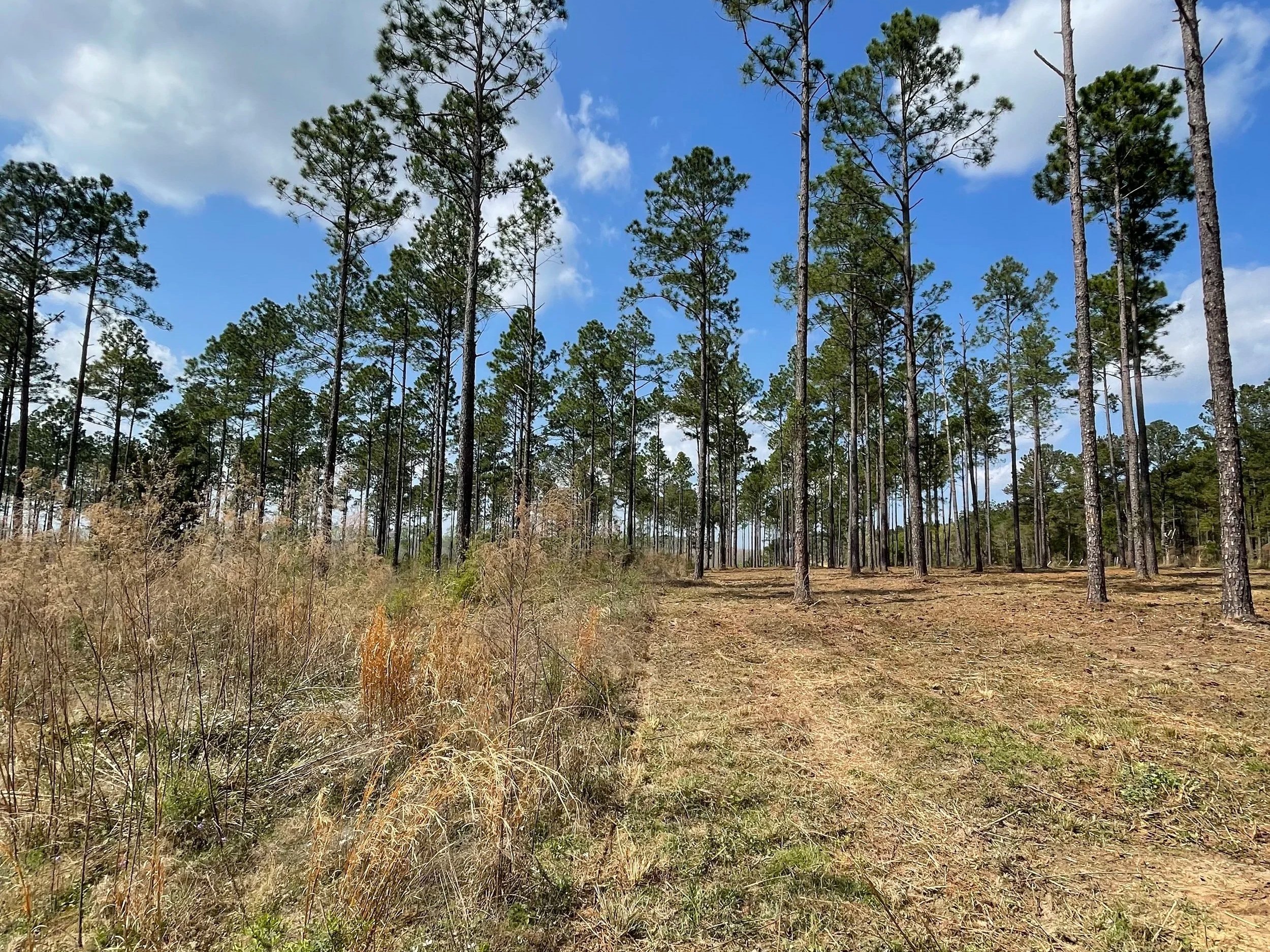 Tall pine trees in a sparse forest under a partly cloudy sky with a dirt path in the foreground.