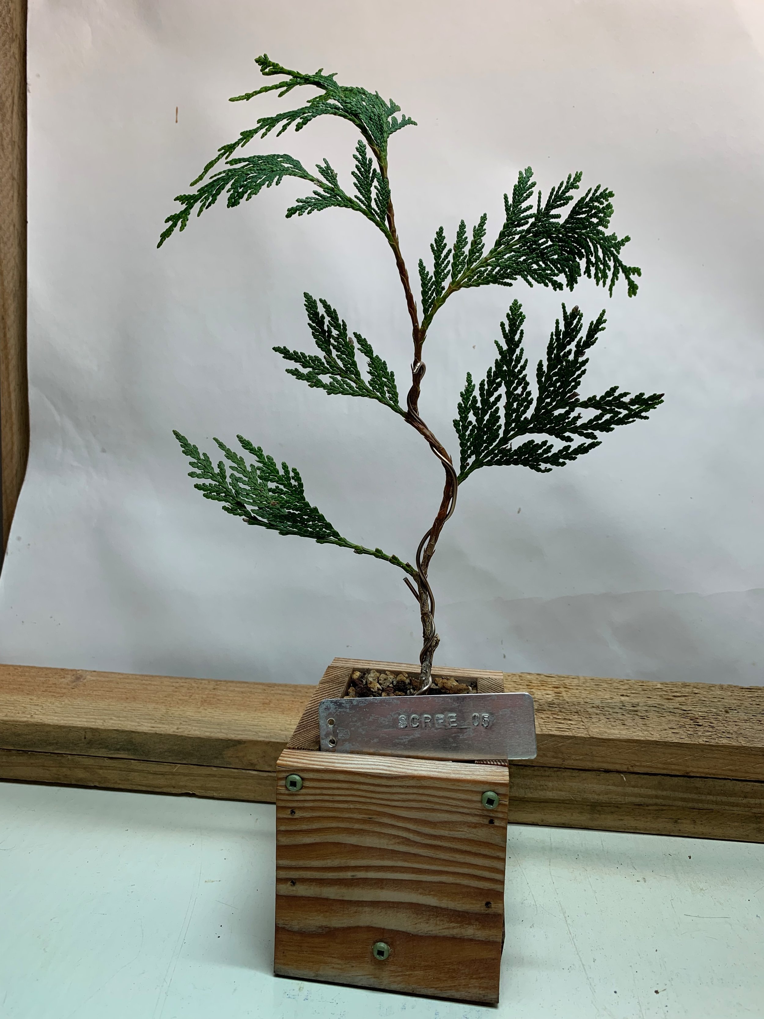 Scree Tree 05 - Western Red Cedar propagated clone from cutting - Thuja Plicata