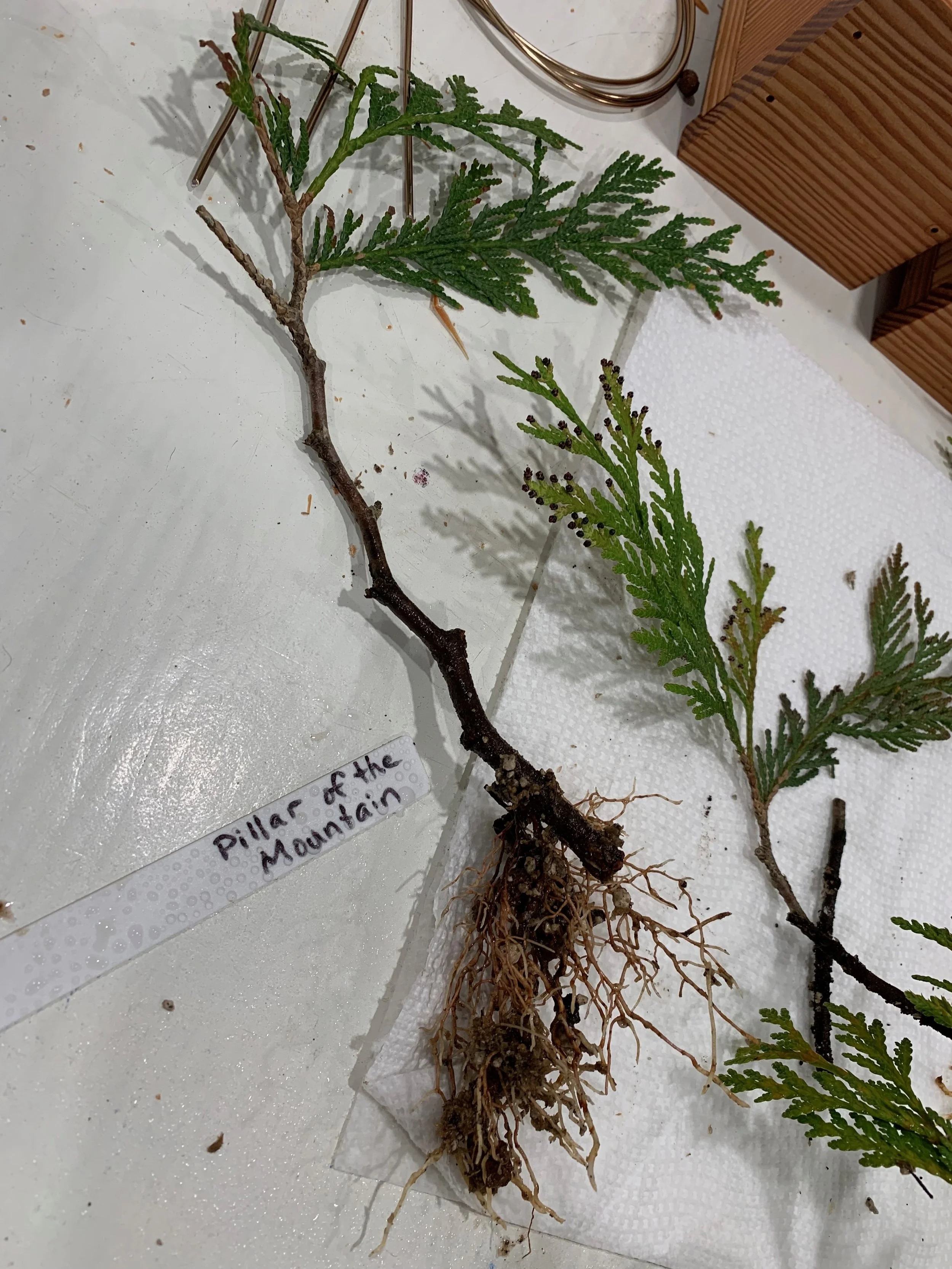 Pillar of the Mountain 03 - first look - Western Red Cedar cutting - - Thuja Plicata