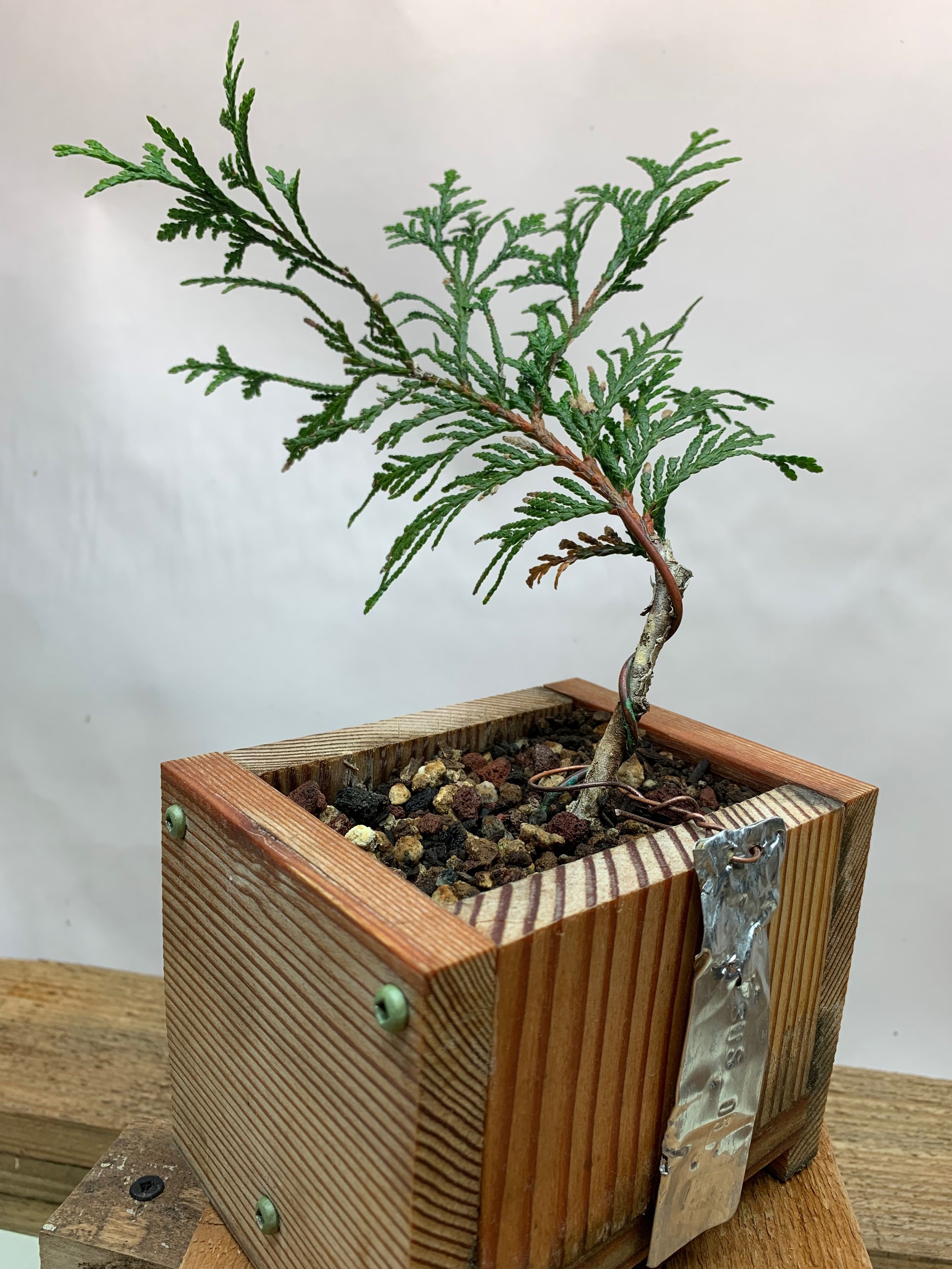 Jesus Tree 05 - Western Red Cedar propagated clone / cutting - Thuja Plicata