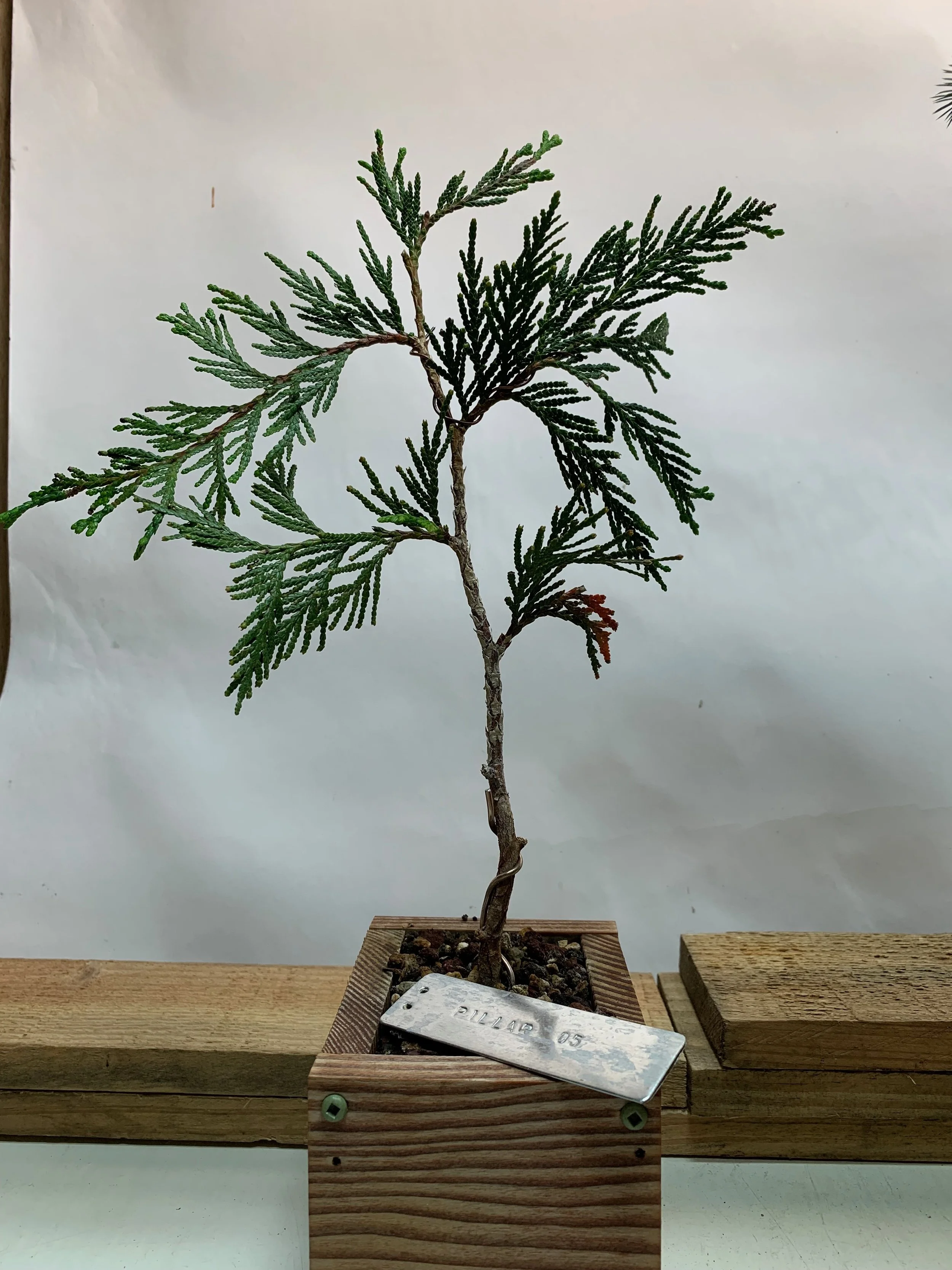 Pillar of the Mountain 05 - Western Red Cedar propagated clone from cutting - Thuja Plicata
