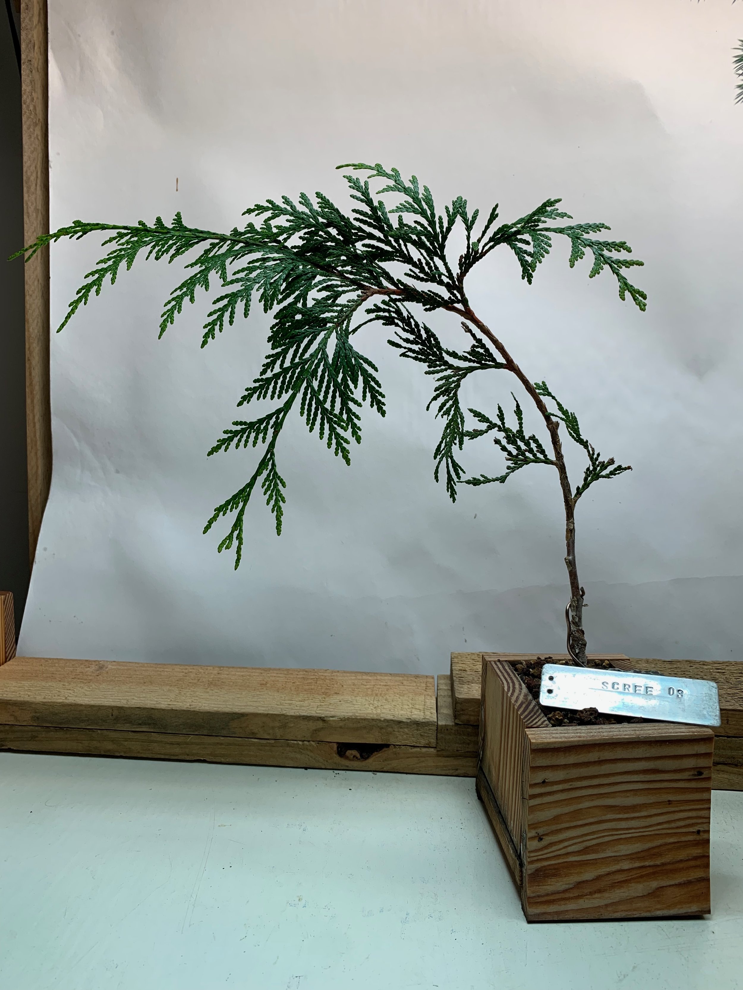 Scree Tree 03 - Western Red Cedar propagated clone from cutting - Thuja Plicata