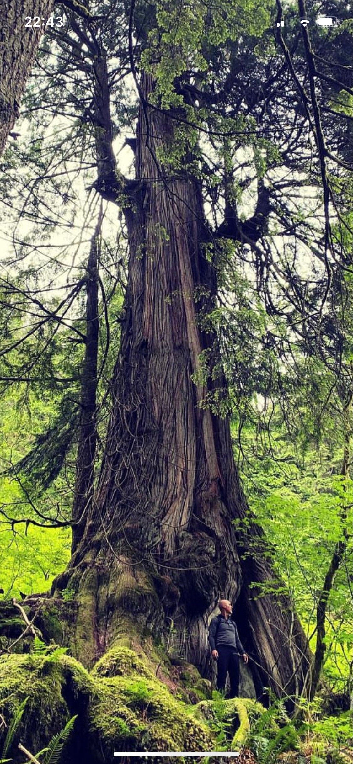Ancient tree hunter, Negative Phil, standing next to old-growth Western Red Cedar (Thuja Plicata), named Caoimhe, located in Lynn Valley.