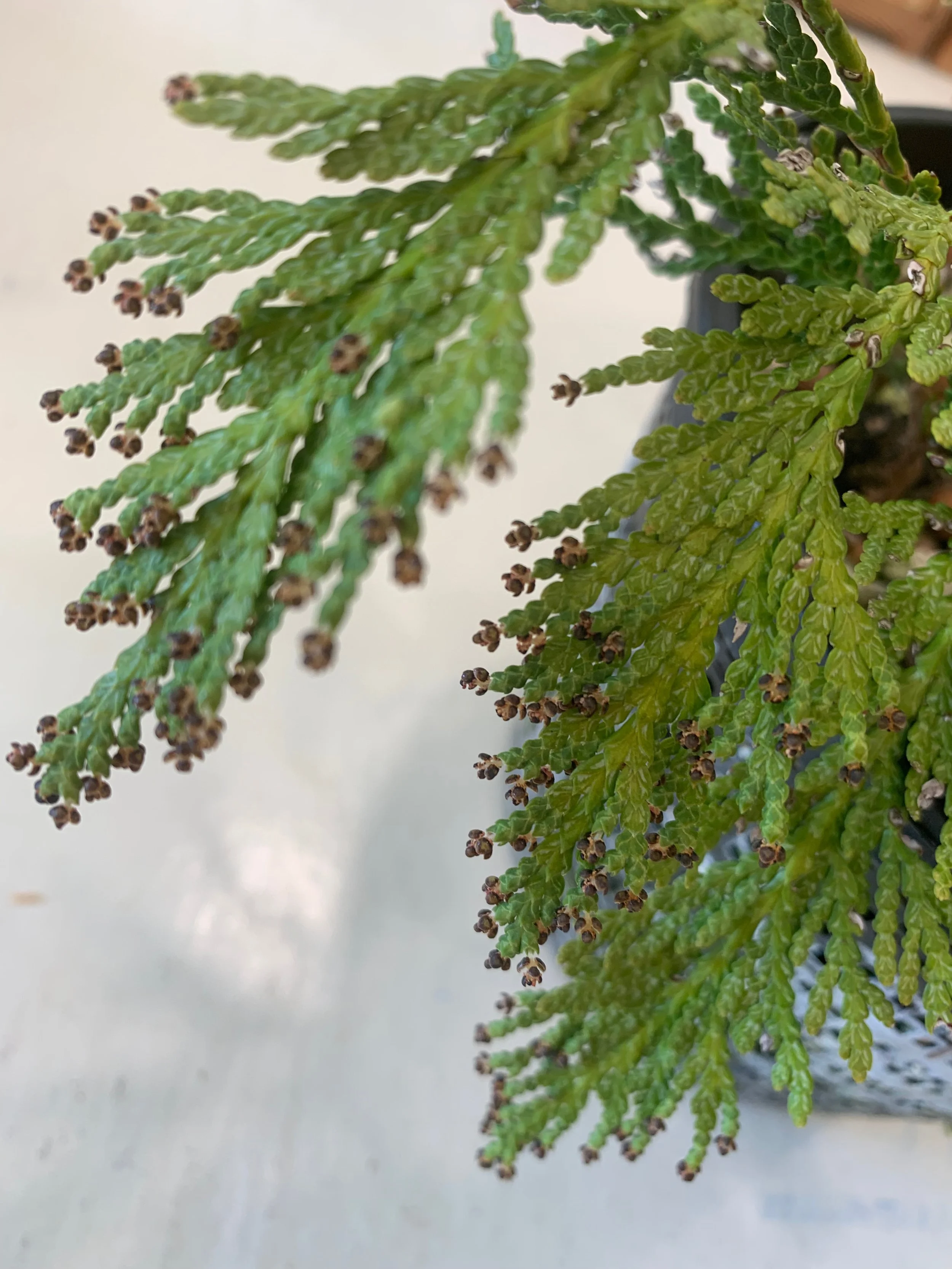 Solo Tree - Western Red Cedar male cones / pollen cones
