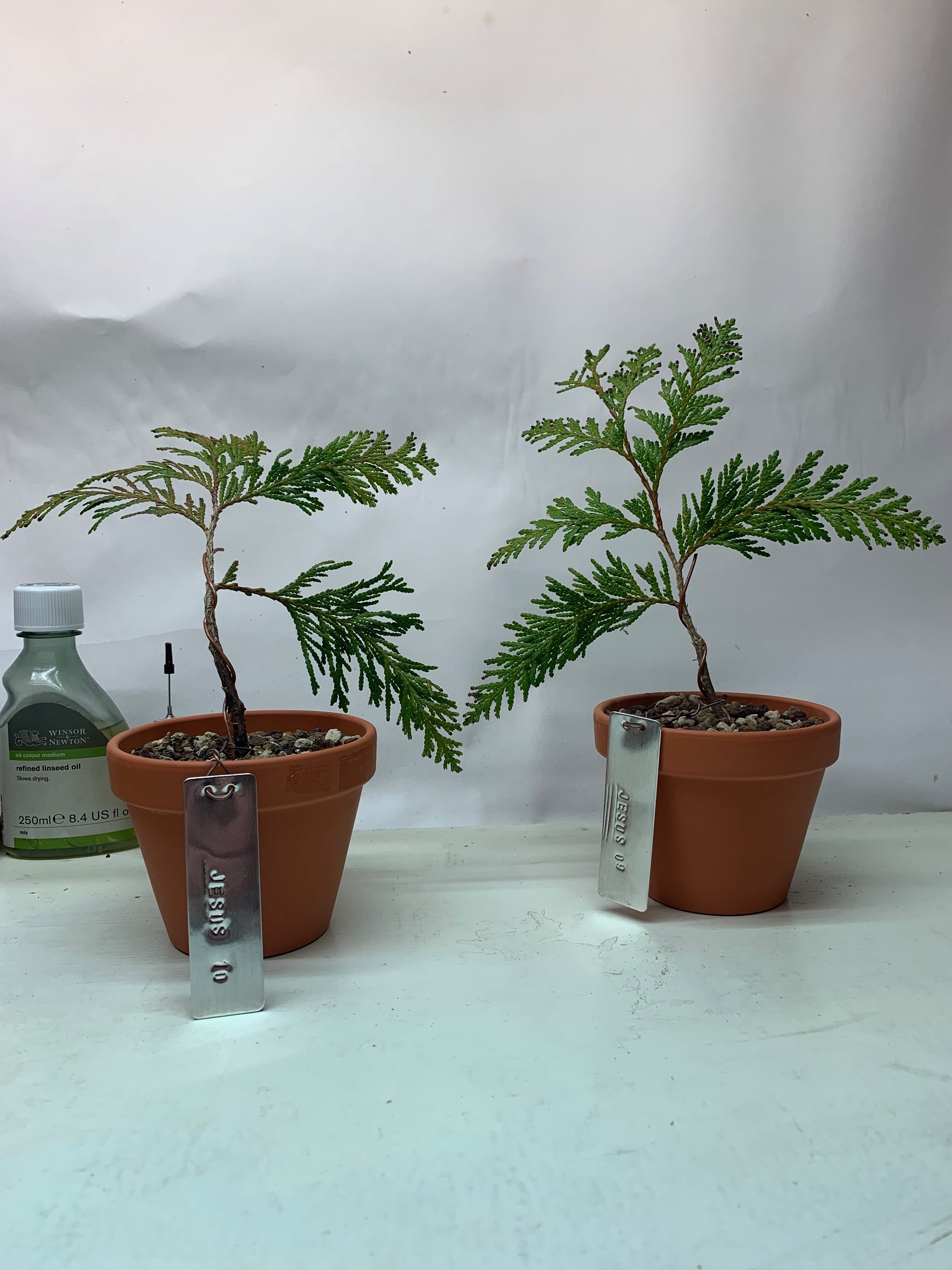 Jesus Tree 09 and 10 from Sept 18 2023 - Western Red Cedar rooted cuttings