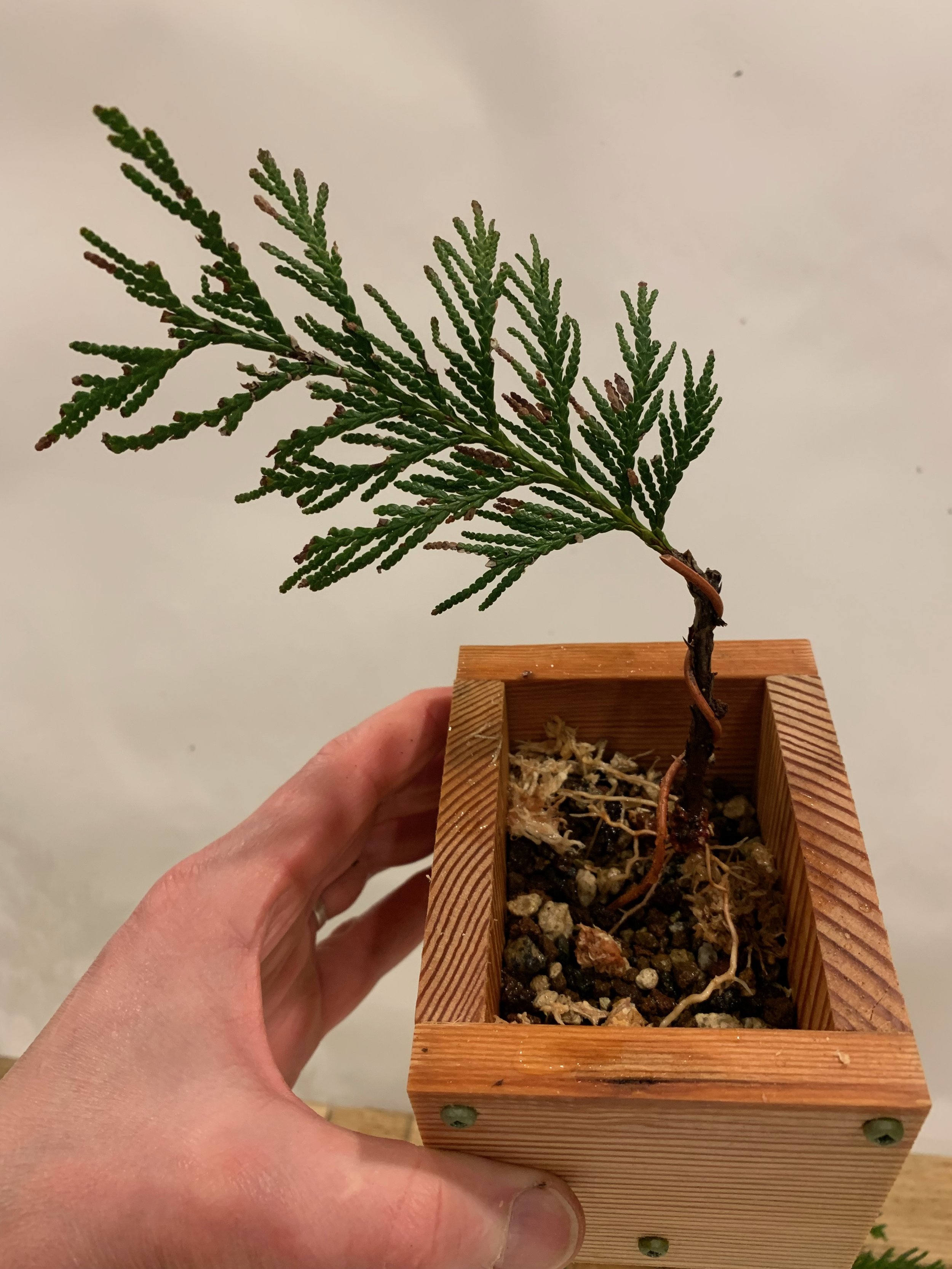 Jesus Tree 05