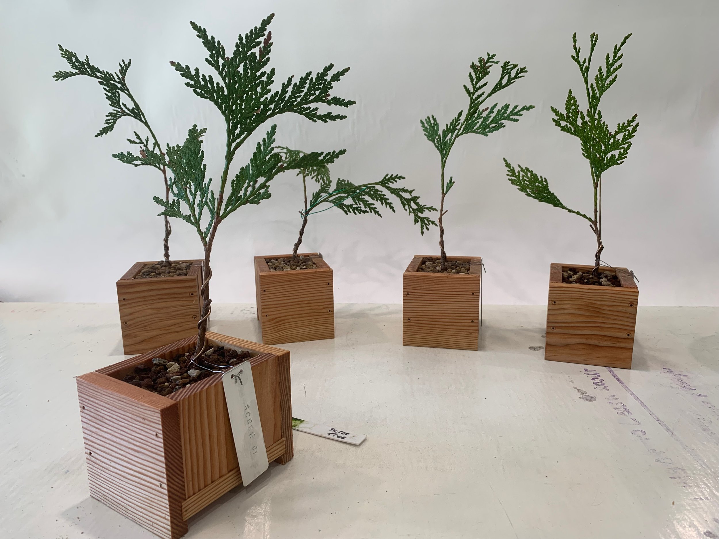Scree Tree 01, 02, 03, 04, and 05 - Western Red Cedar cuttings