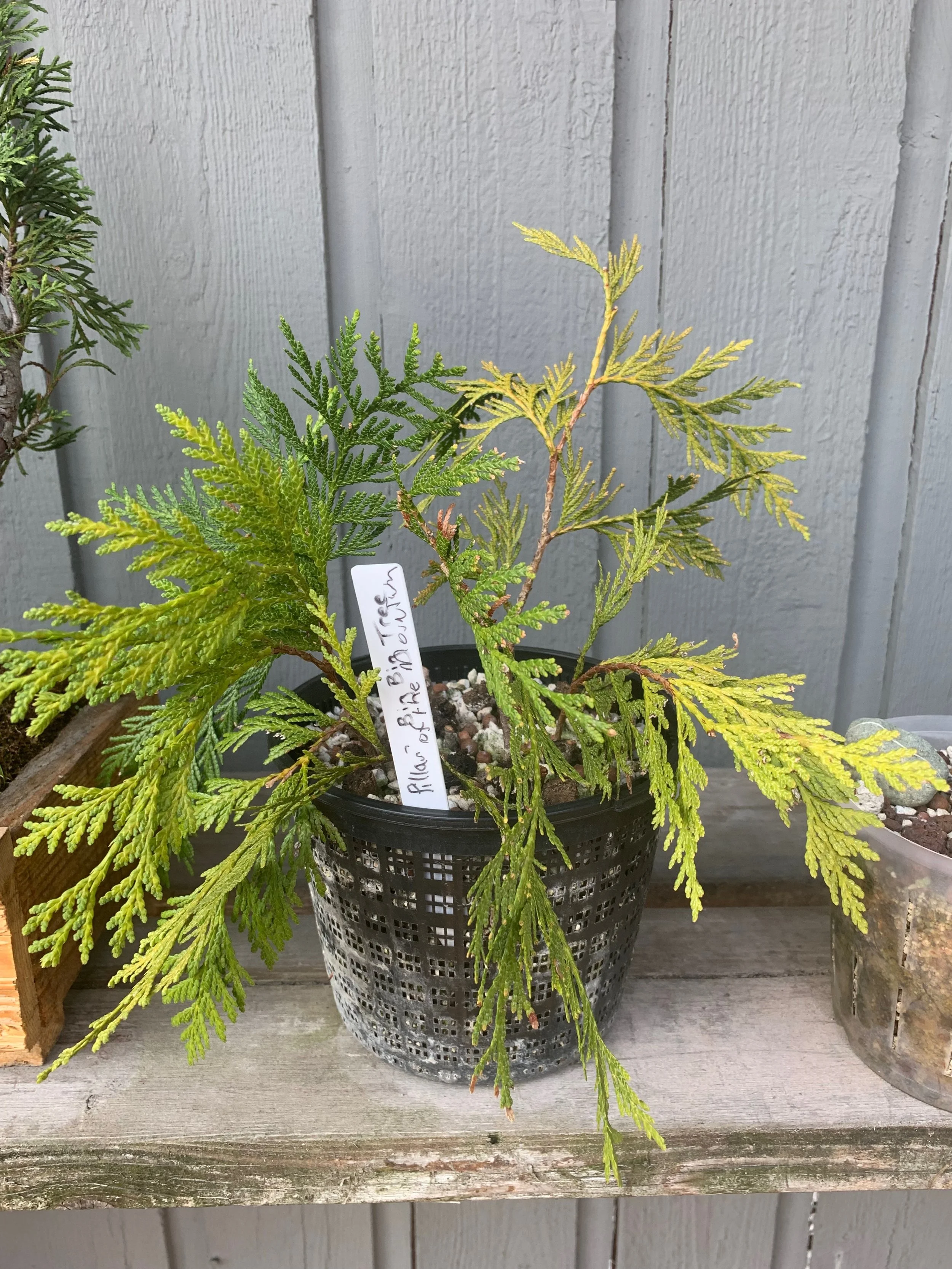 Pillar of the Mountain - On the bench - Thuja Plicata cuttings