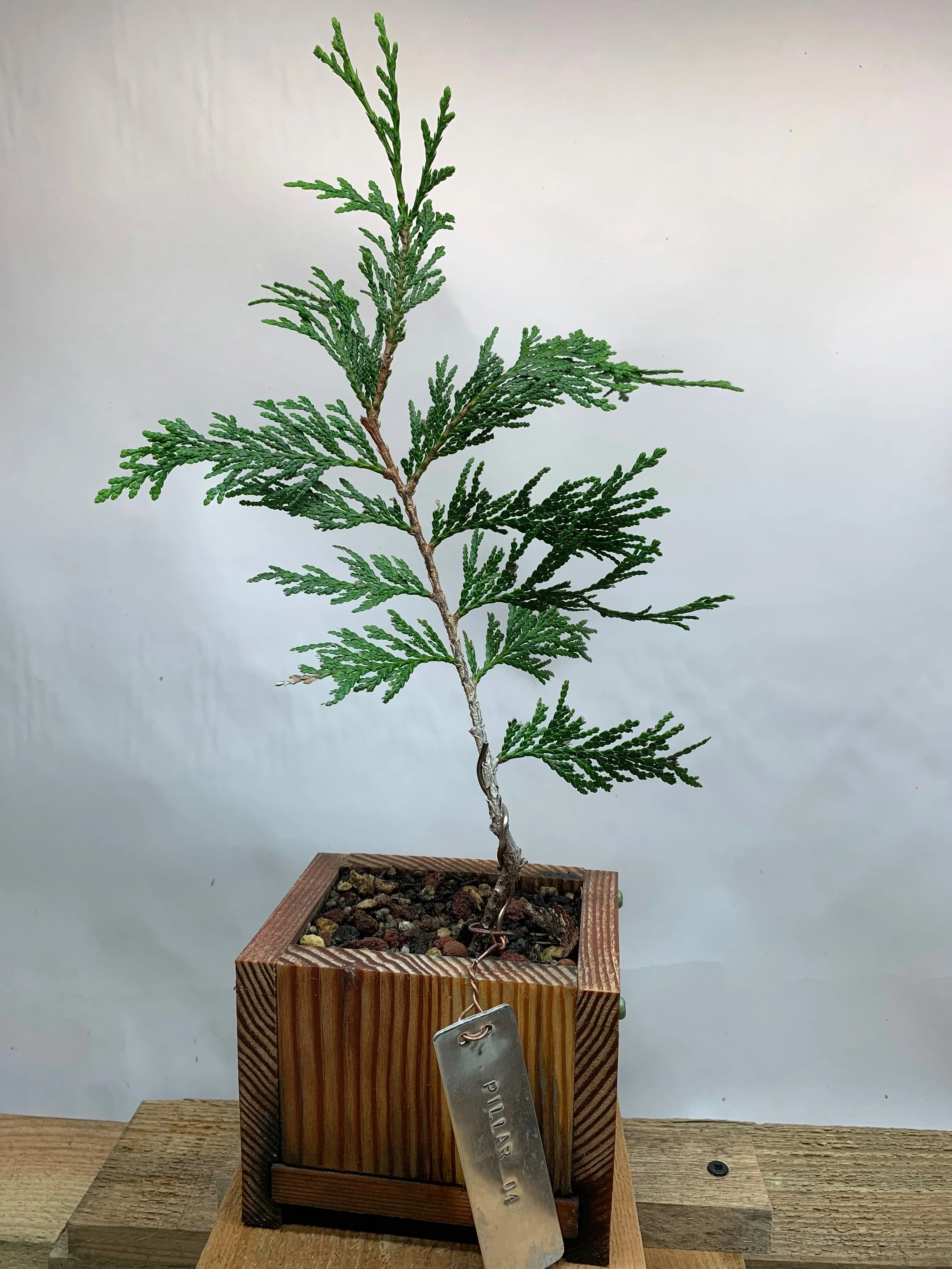 Pillar of the Mountain 04 - Western Red Cedar propagated clone from cutting - Thuja Plicata