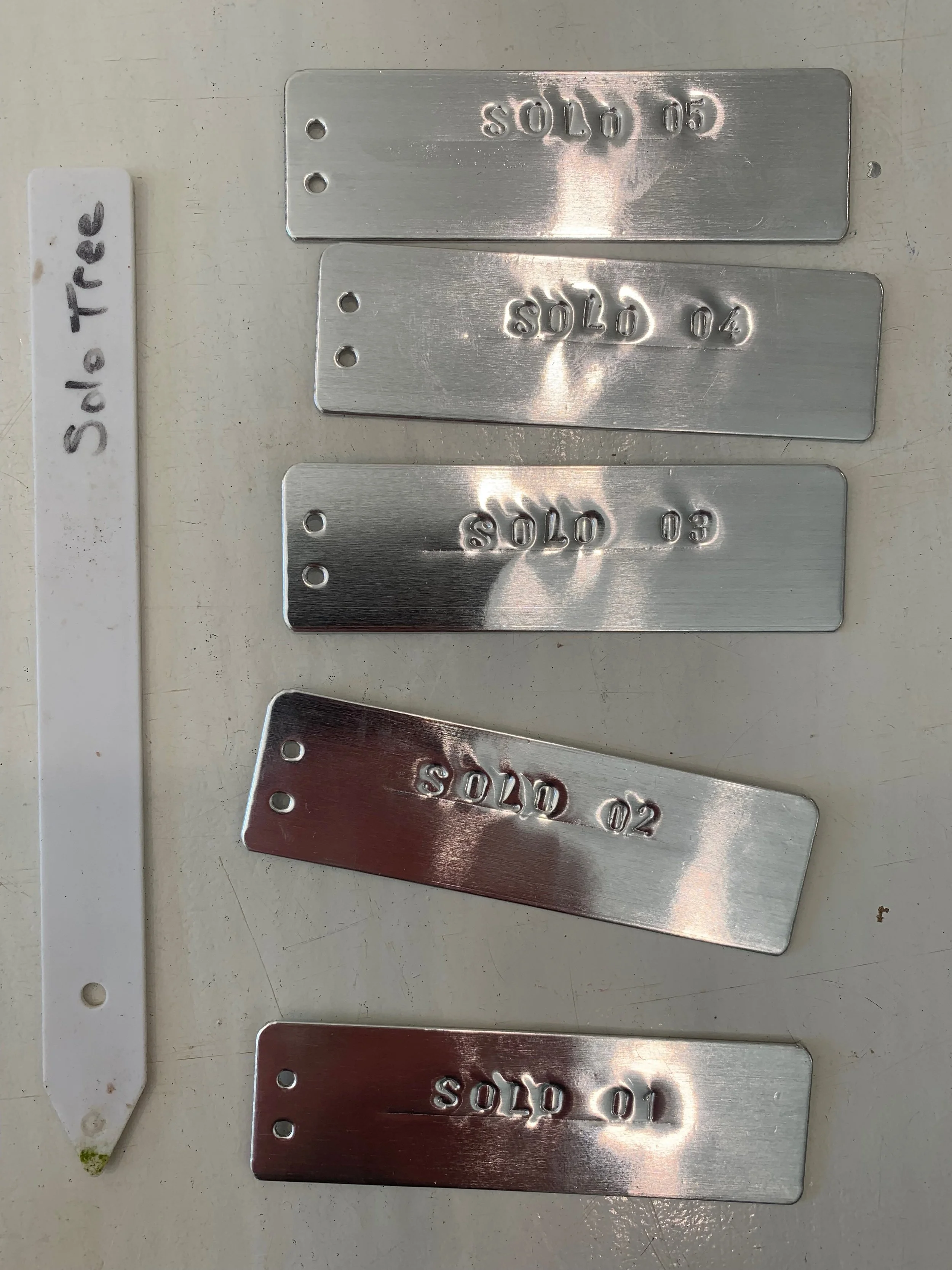 Solo Tree - tree tags for Western Red Cedar cuttings